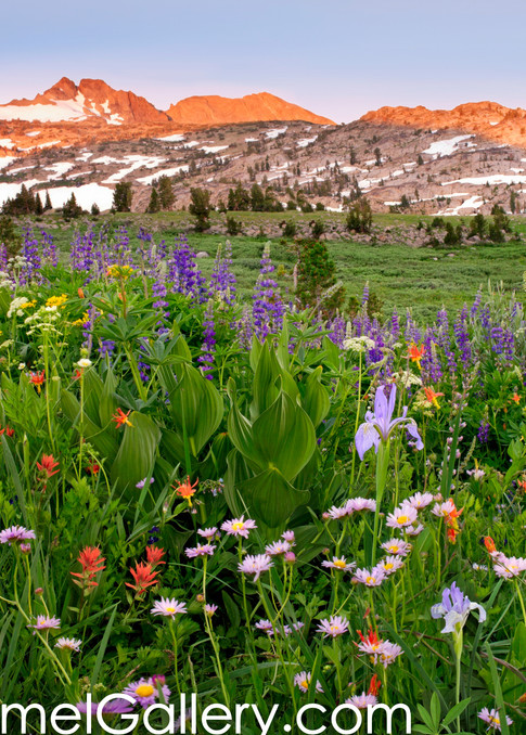 Colors of Summer, High Sierra