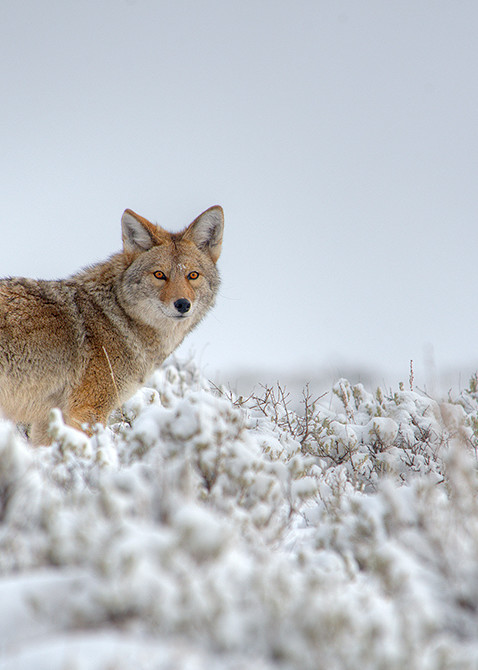 Coyote In Winter Art | Fine Art New Mexico