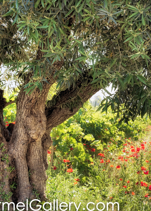 Olive Tree & Poppies