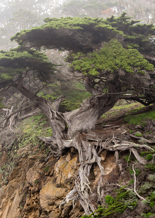 Old Veteran Cypress Tree