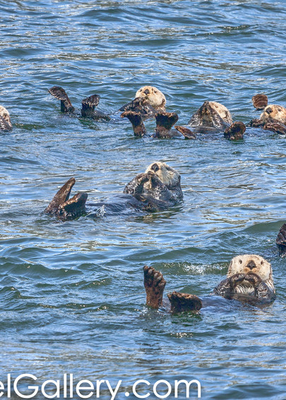 Sea Otter Swim