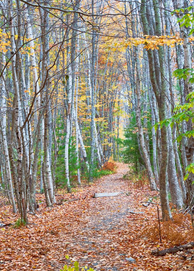 Autumn Grove Path