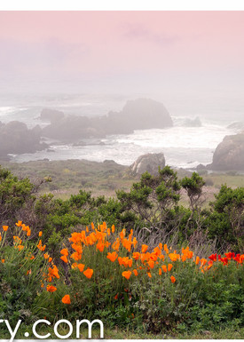 Spring Poppies California Coast ALL