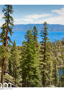 Tahoe Forest Panorama ALL