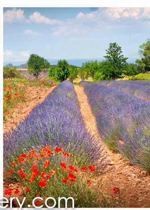 Flowered Fields Provence ALL