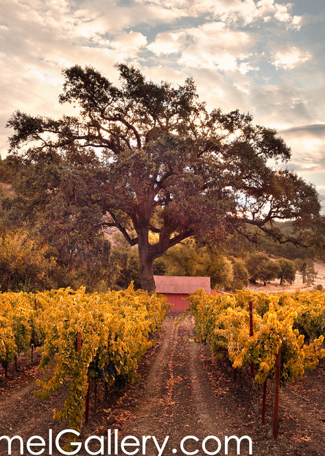 Golden Morning Wine Country