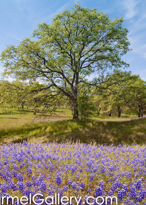 Spring Oaks and Lupine
