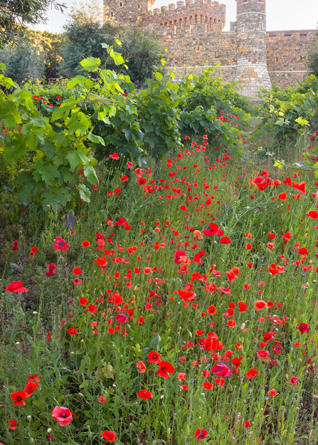 Red Poppies Castello di Amorosa