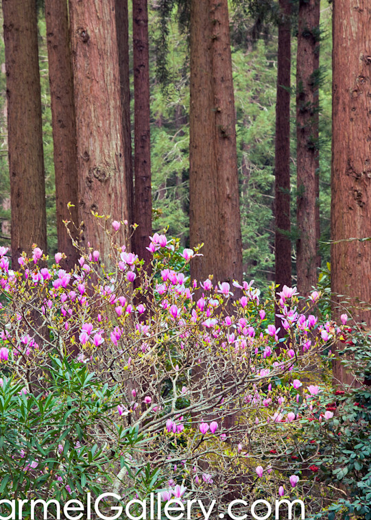 Rhododendron and Redwood