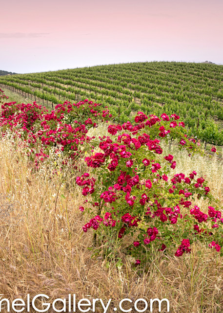Wild Rose Wine Country