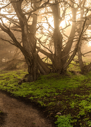 Re-enchanted along Point Lobos