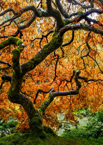 Tree of Zen captured at the Portland Japanese Garden