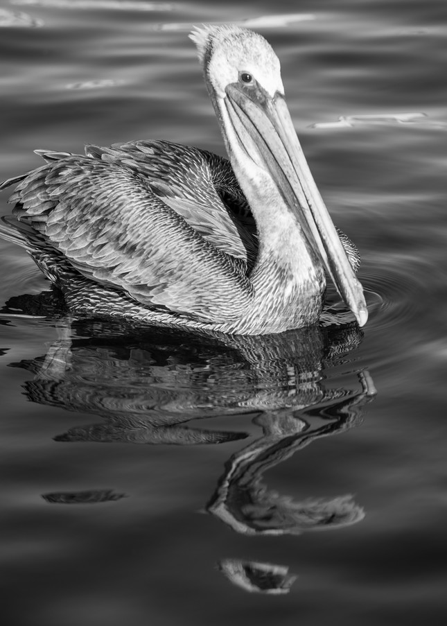 Brown Pelican Reflection BW, San Pedro, California