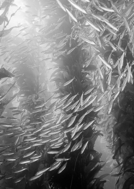 Jack Mackerel & Giant Kelp BW, Catalina Island, California