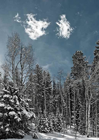 Snow Forest Photography Art | DE LA Gallery