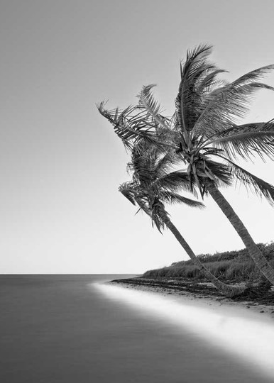 Bahia Honda Palm Trees