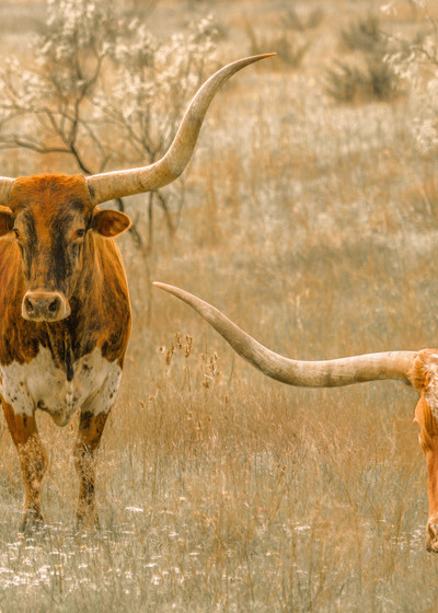 Texas, Longhorn, cattle