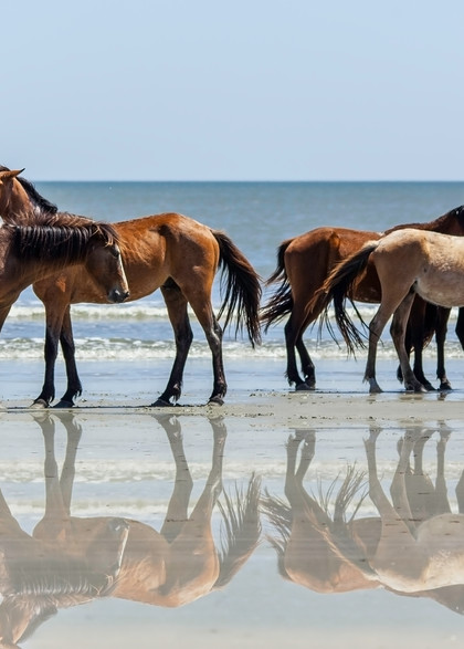Wild Georgia Horses