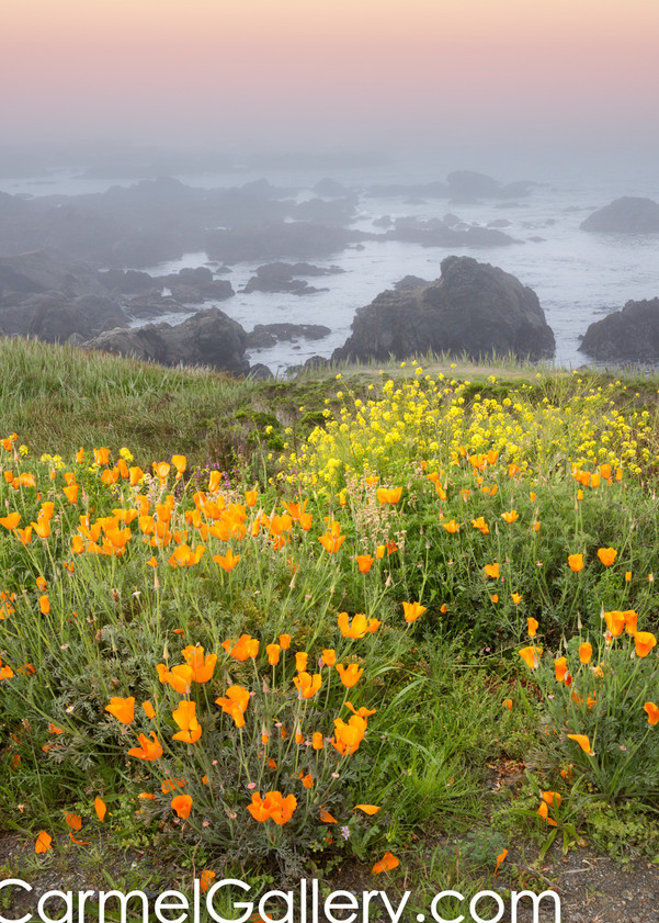 Poppies & Mustard, California Coast Art | The Carmel Gallery