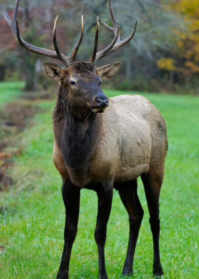 Elk Bull (Cervus elaphus)