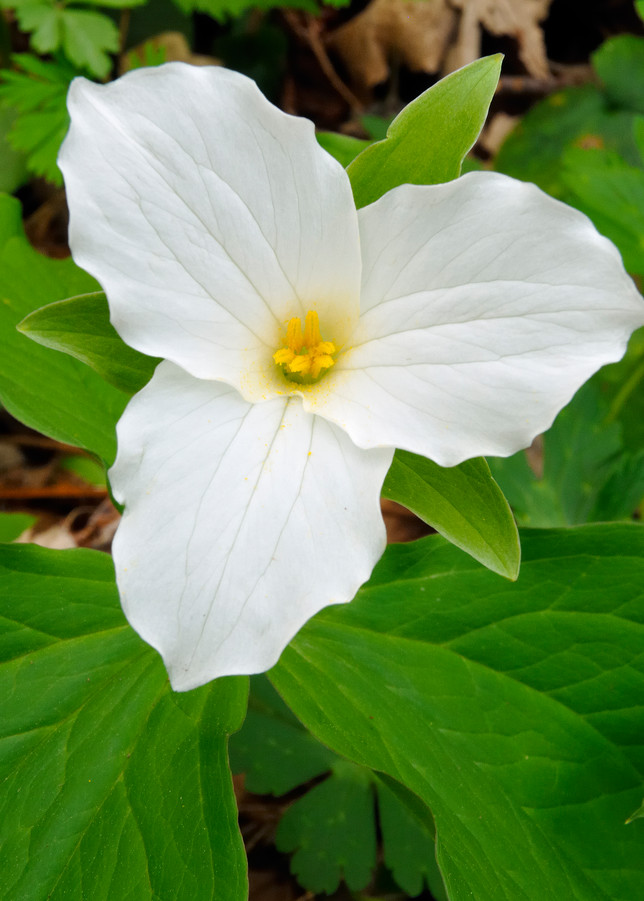 White Trillium (Geranium maculatum)