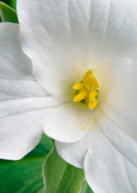 White Trillium (Geranium maculatum)