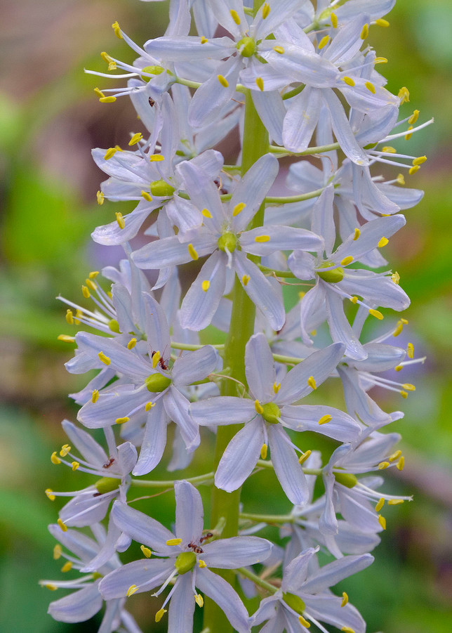 Wild Hyacinth (Camassia scilloides)