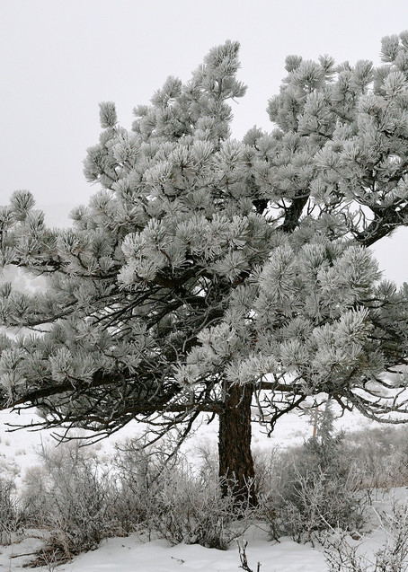 Frozen Ponderosa (Pinus ponderosa)
