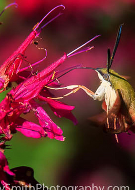 Hummingbird Moth Feeding Eastern  fine art photograph