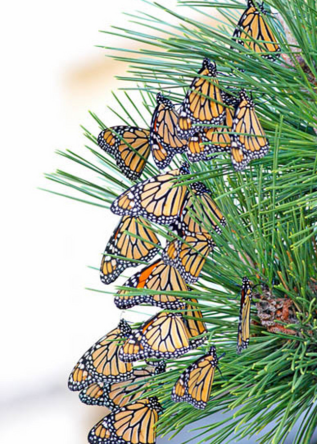 Monarchs in Migration fine art photograph