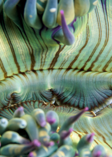 Giant Green Anemone (Anthopleura xanthogrammica)