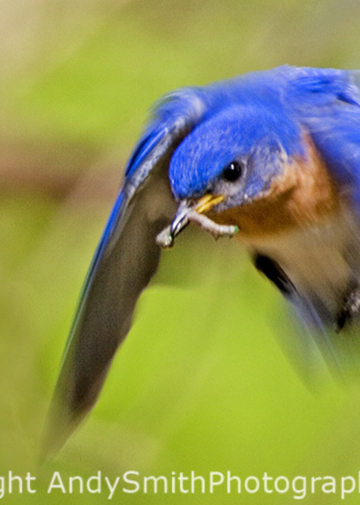 Male Eastern Bluebird in Flight fine art photograph