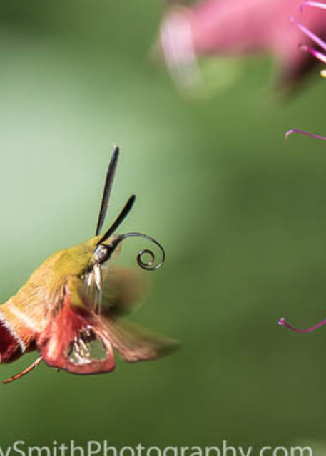 Hummingbird Moth Hovering  fine art photograph