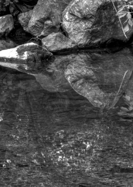 A Fine Art Black And White Photograph of Rock Creek Reflection by Michael Pucciarelli