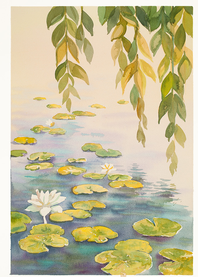 White Lotus | Zen Landscapes | Gordon Meggison IV