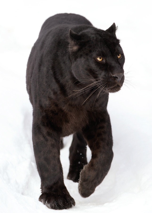 Black Panthers 004 Art | Cheng Yan Studio