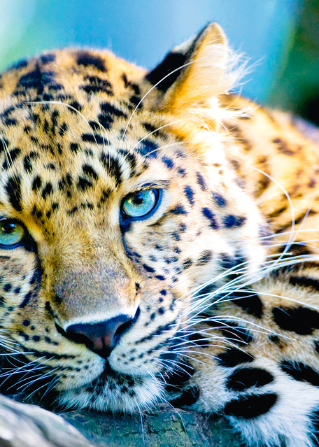 Amur Leopards 007 Art | Cheng Yan Studio