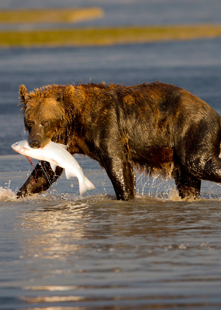 bear catching salmon, Alaska, brown bears