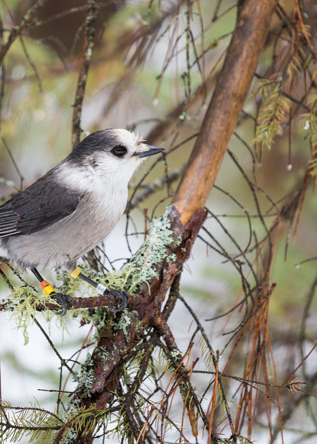 Gray Jay perched in a tree