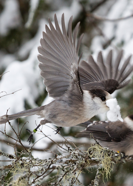 Gray Jays building a nest
