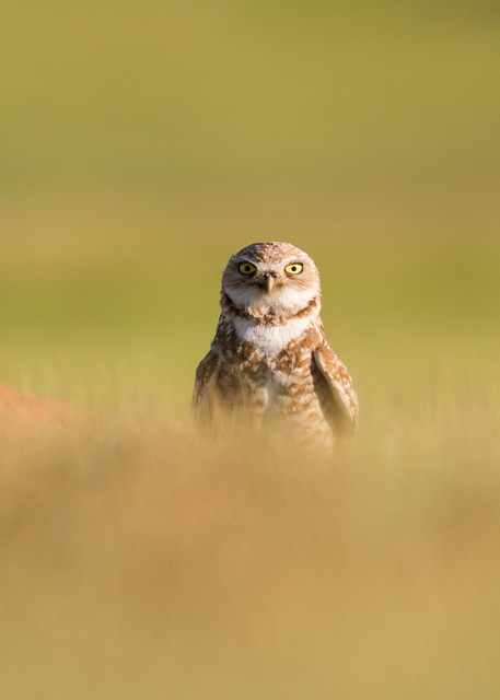 Burrowing owl peek-a-boo
