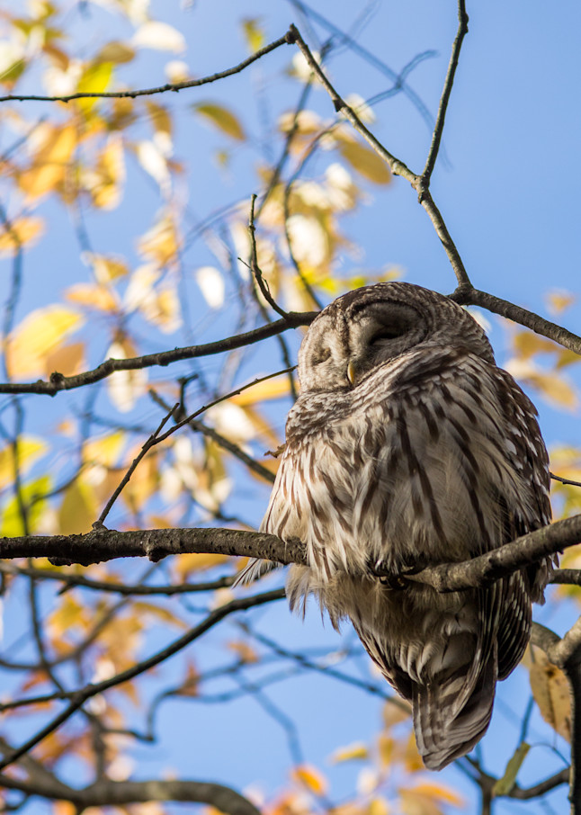 Barred owl 3