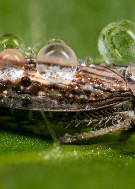 Sharpshooter leafhopper covered in dew