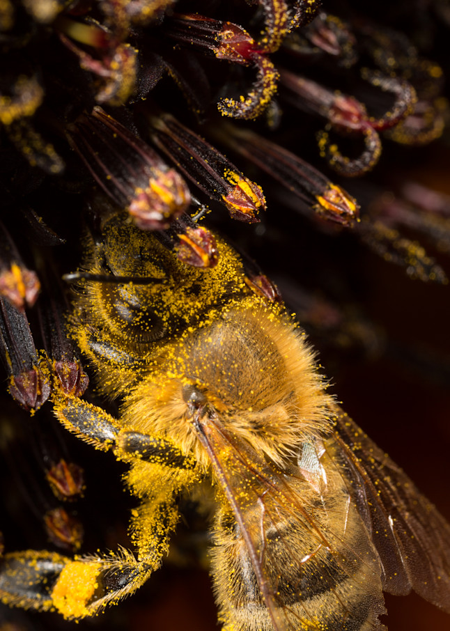 Honey bee #2