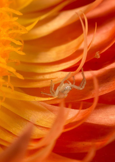 Crab Spider in a Strawflower