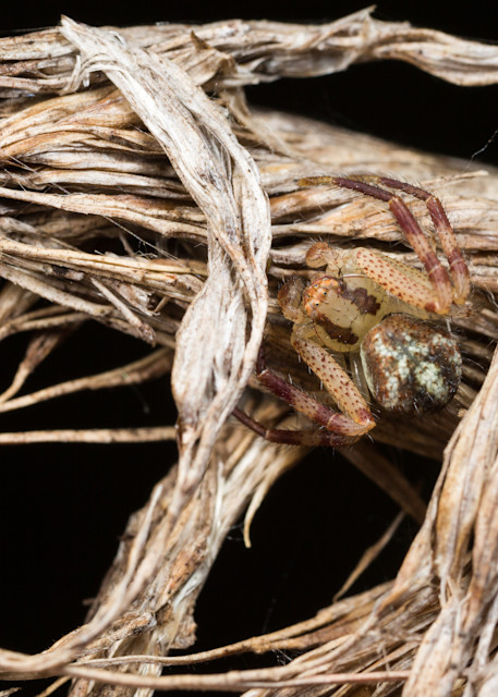 Crab spider hiding in cattail