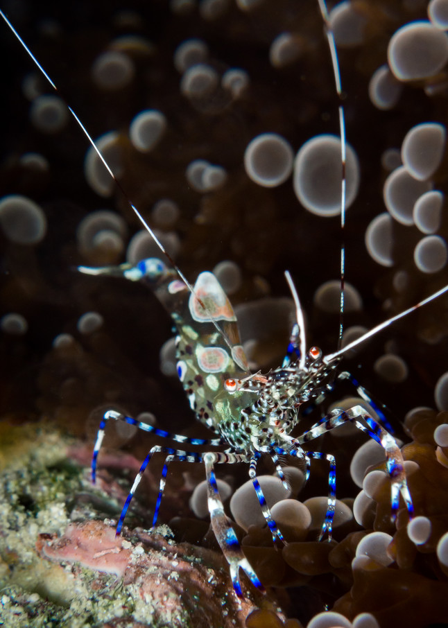 Spotted cleaner shrimp #1