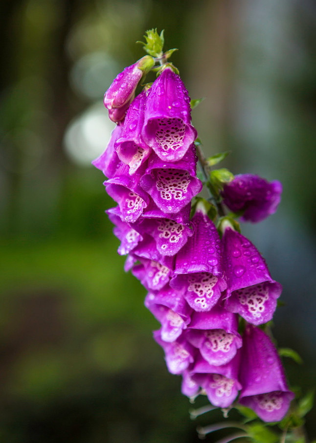pix Wild Foxgloves Images foxglove wild flowers olympic national park