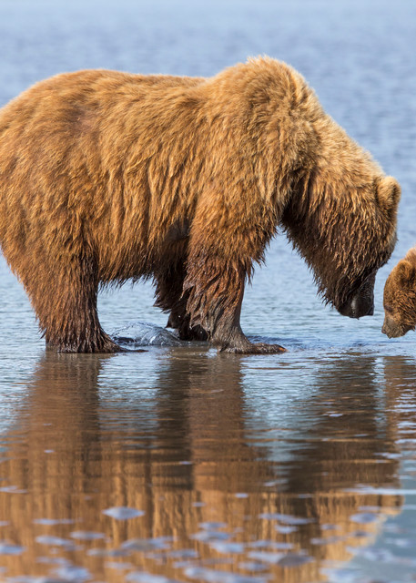 mother bear, cub, Alaska, reflection