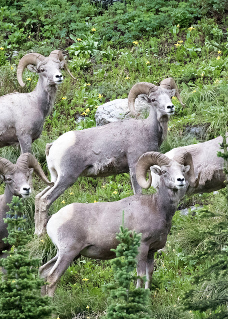 Glacier National Park, big horn sheep